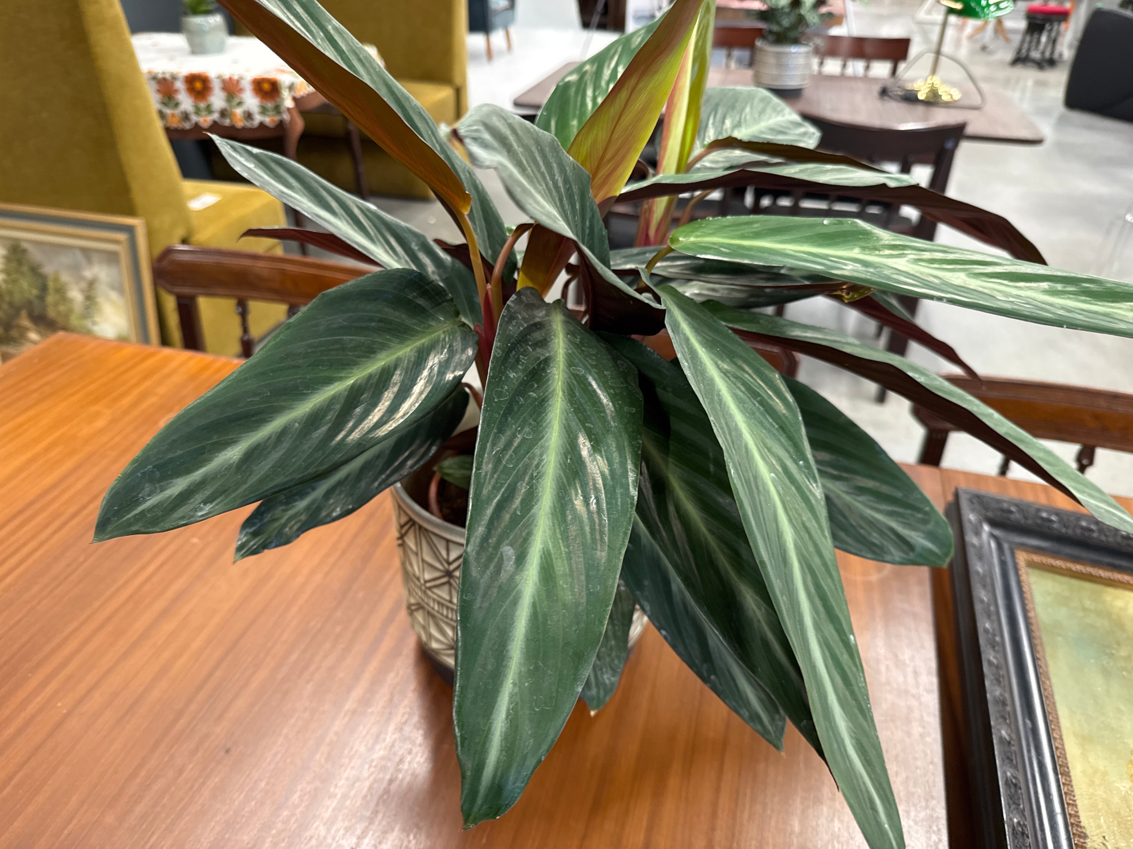 Pot met plant lang blad