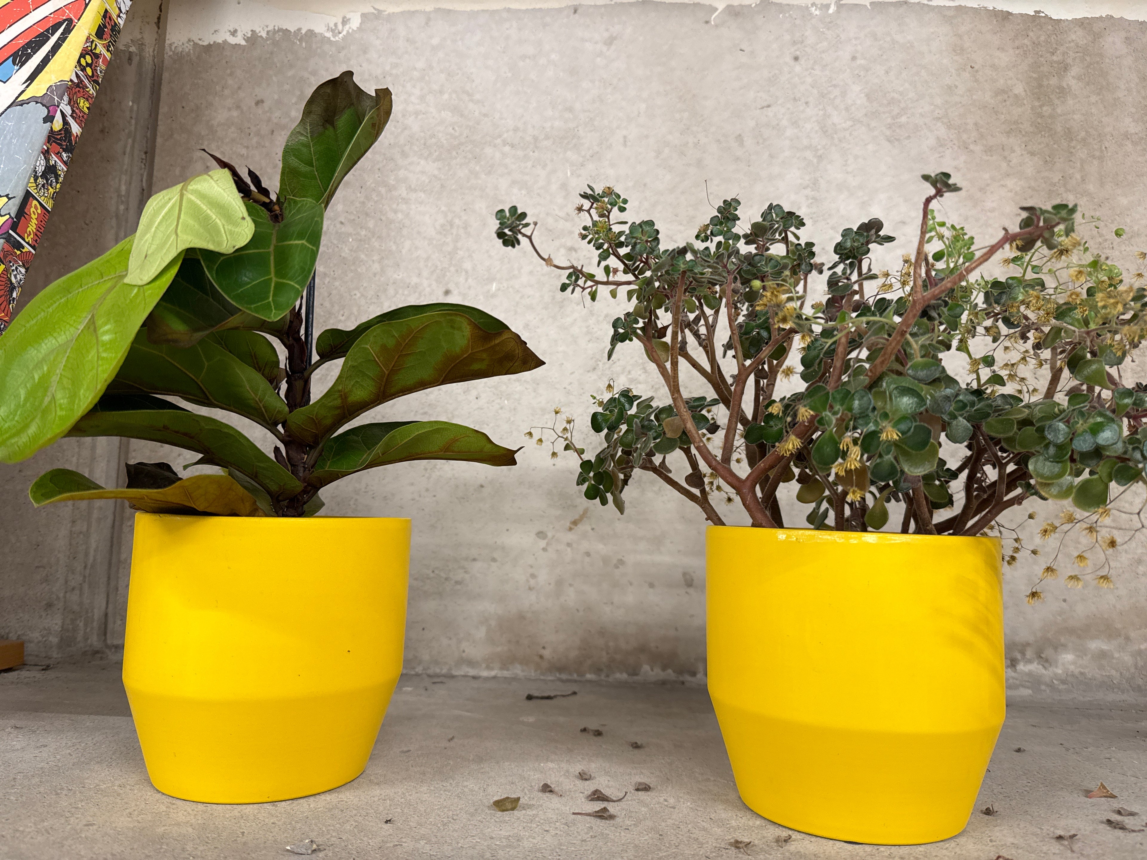 2 potten geel met plant