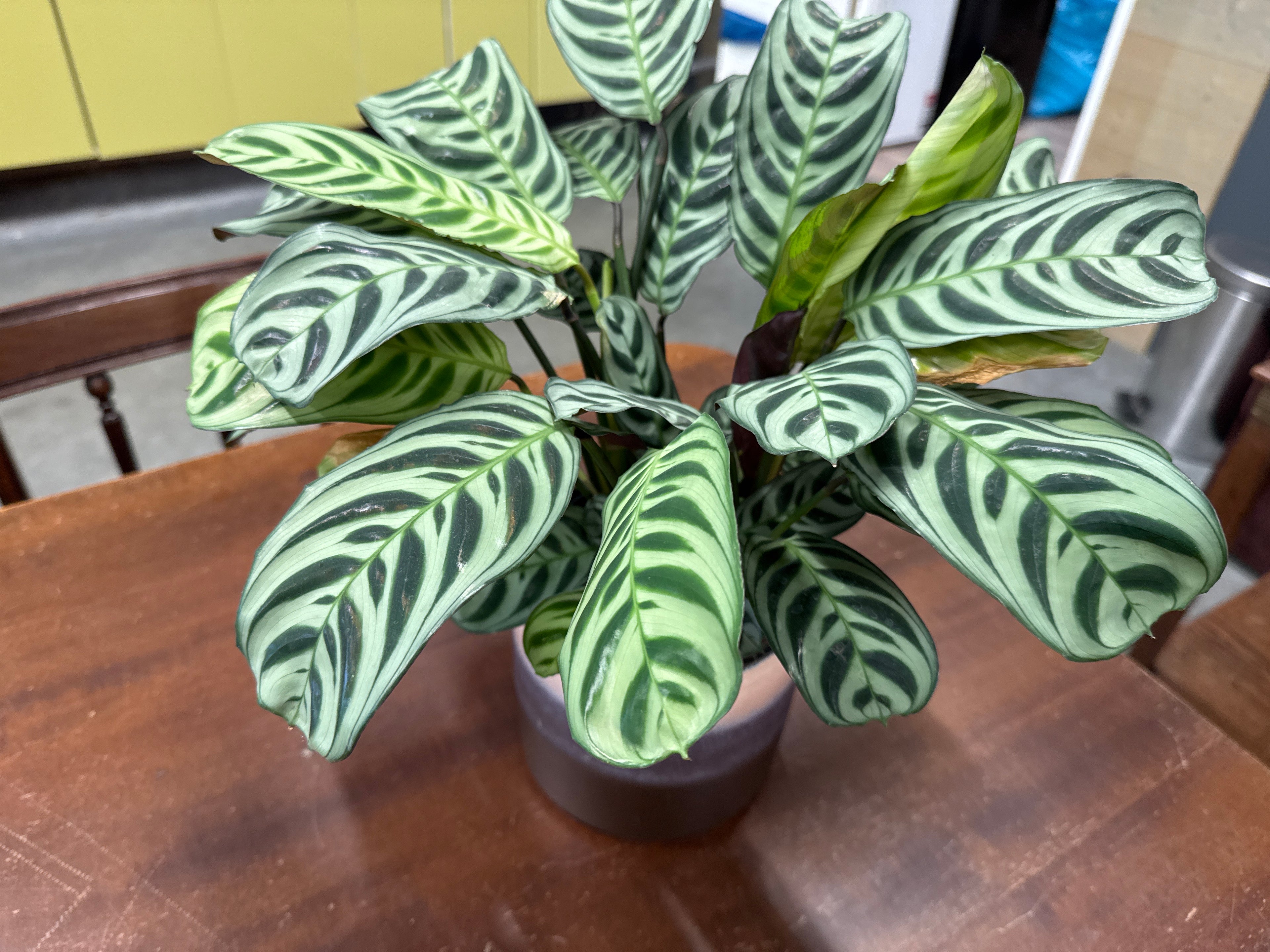 Pot klein bruin zebra plant