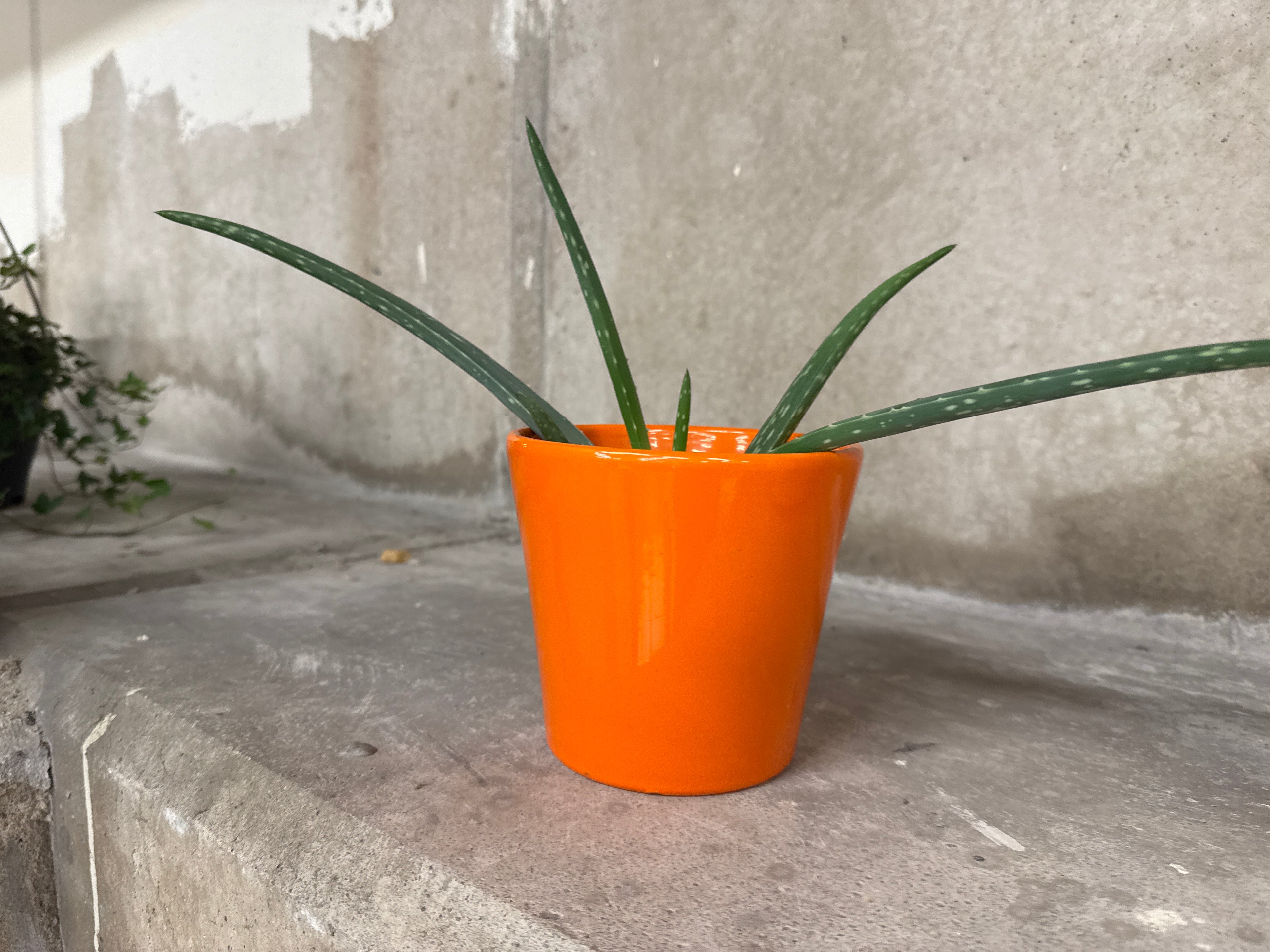 Pot oranje met plant