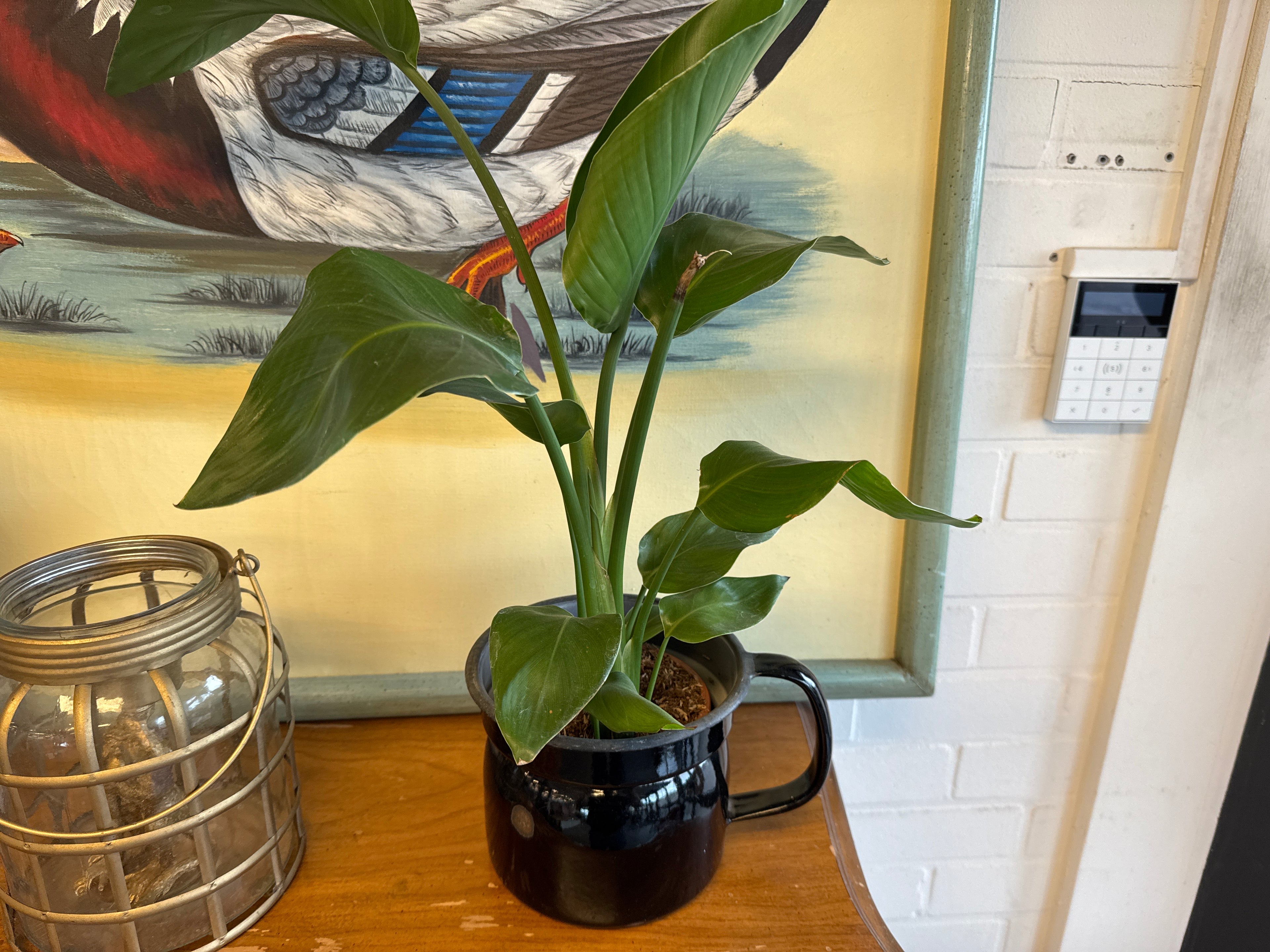 Emaille pot met plant