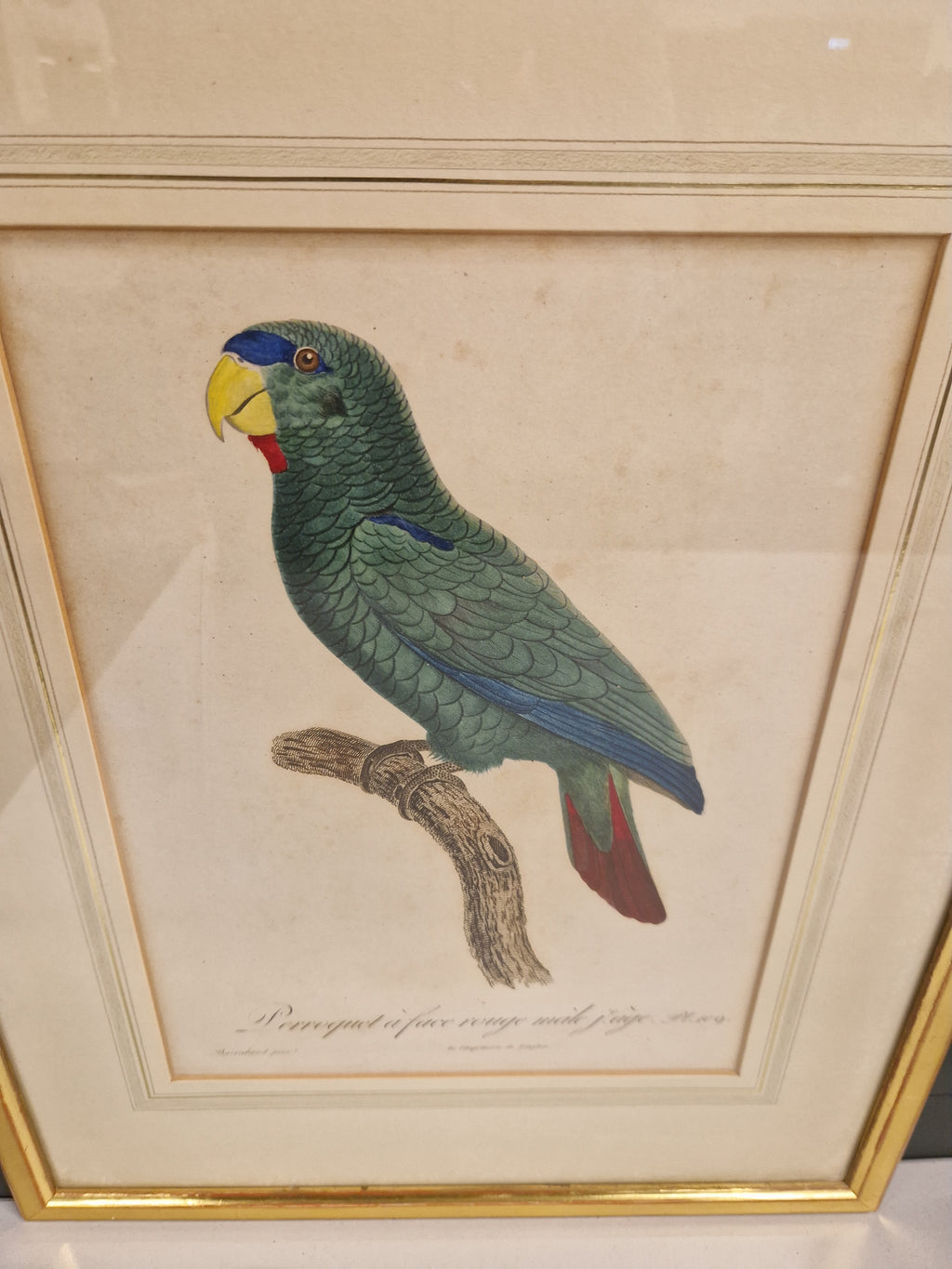 Jacques Barraband, 1767-1809, gravure oudtijds ingekleurd