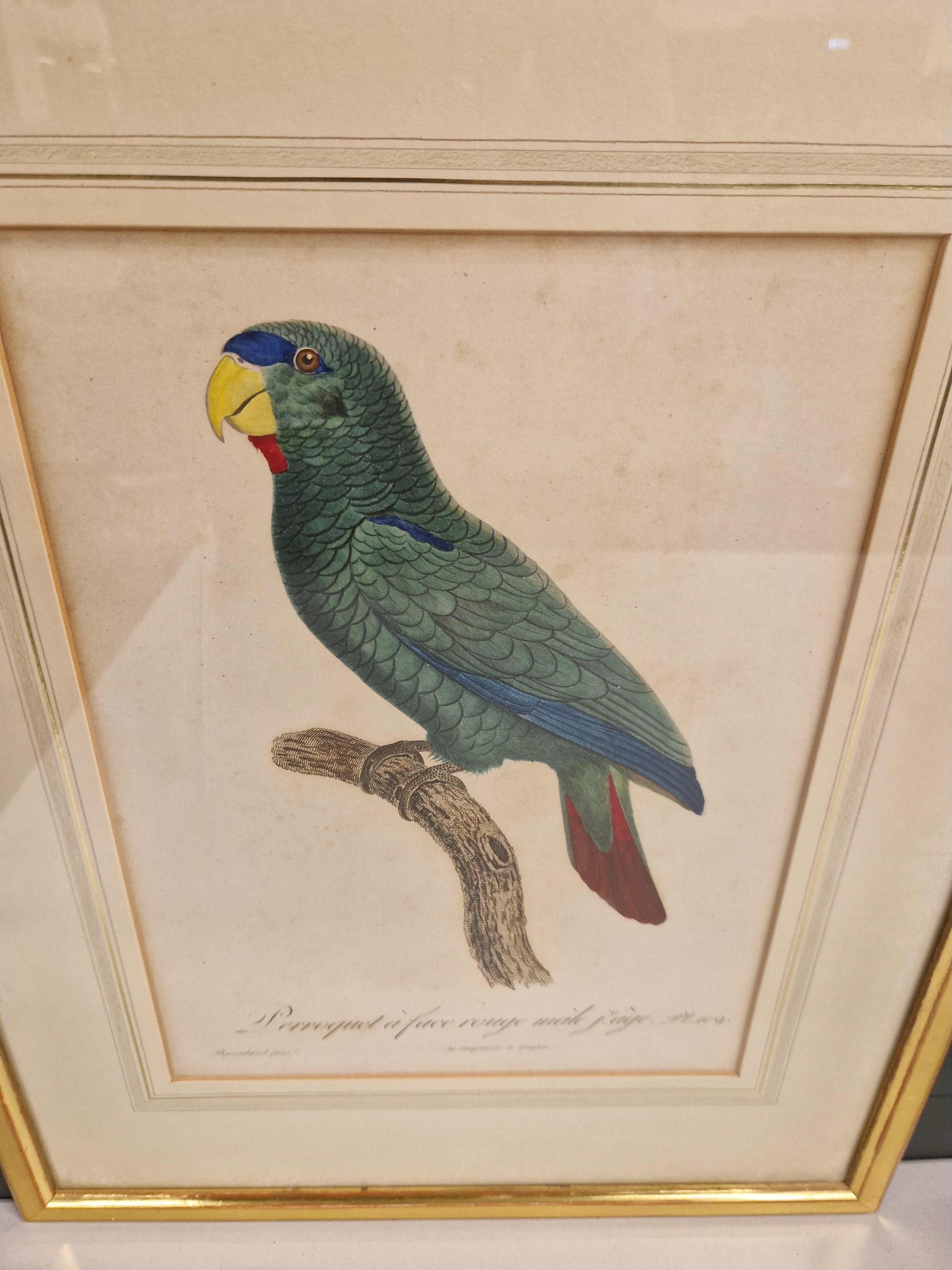 Jacques Barraband, 1767-1809, gravure oudtijds ingekleurd