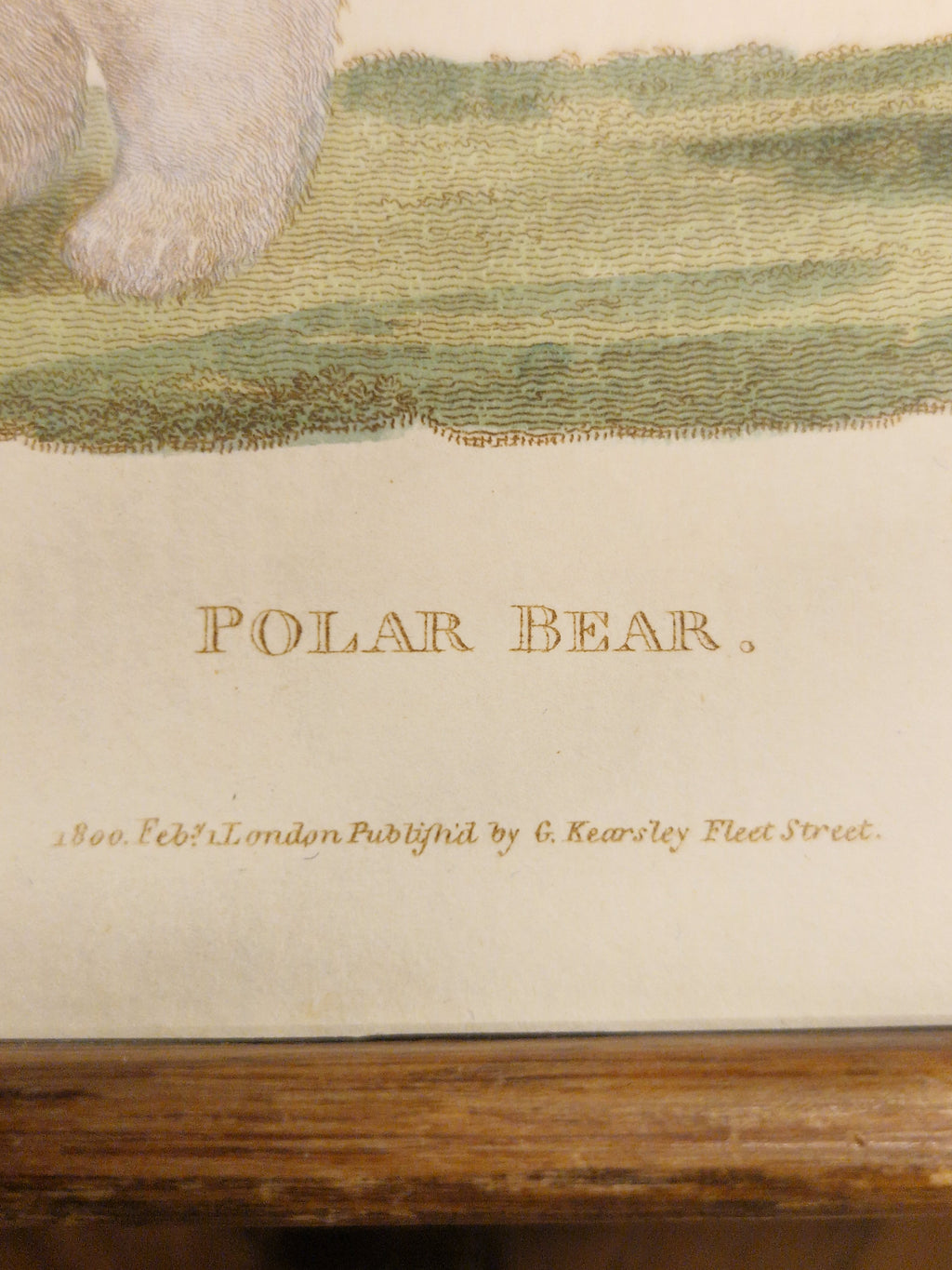 Poolbeer, ingekleurde gravure uit 180p