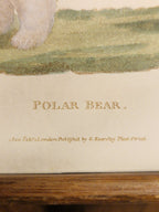 Poolbeer, ingekleurde gravure uit 180p