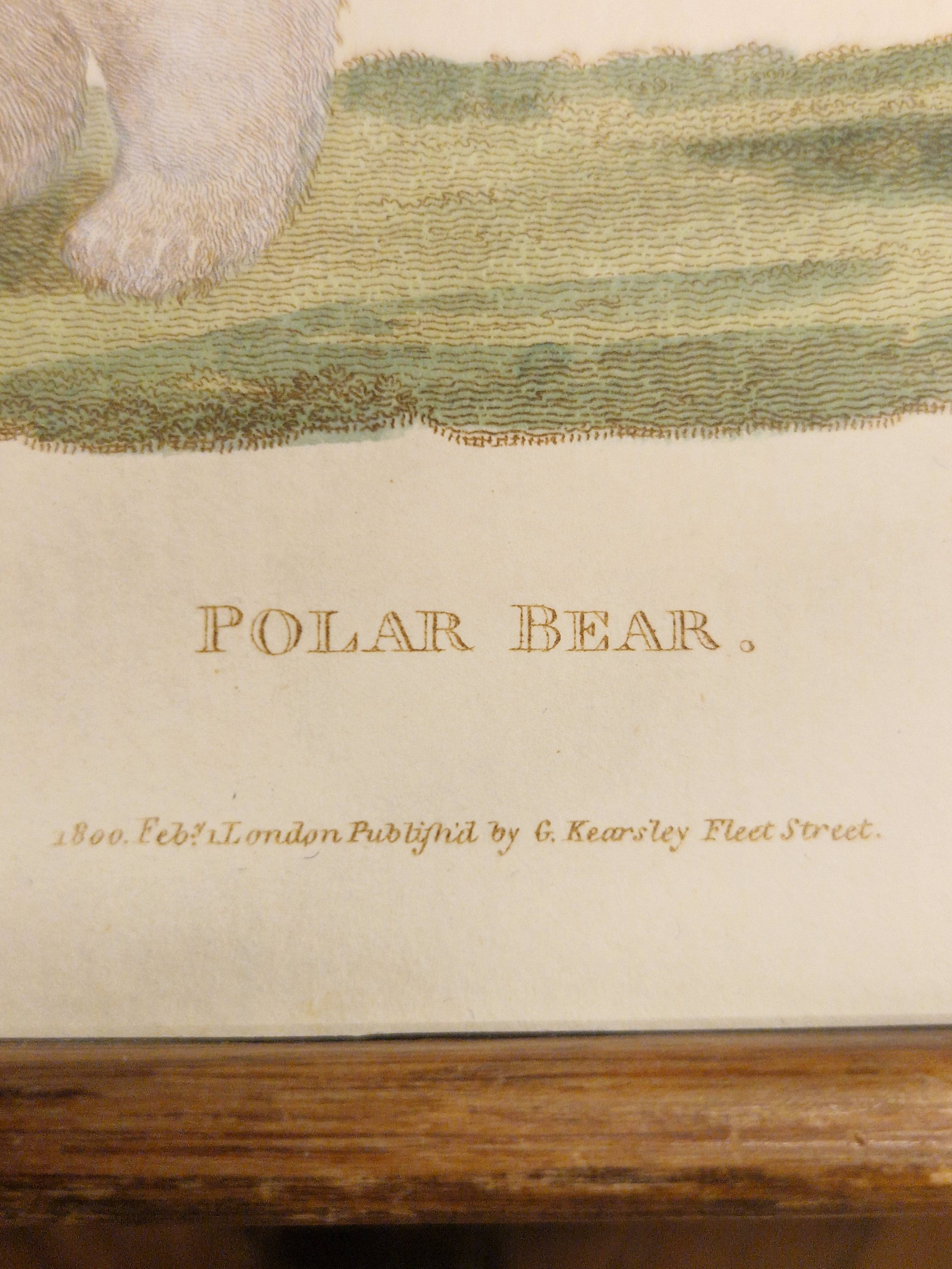 Poolbeer, ingekleurde gravure uit 180p