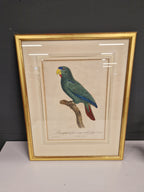 Jacques Barraband, 1767-1809, gravure oudtijds ingekleurd