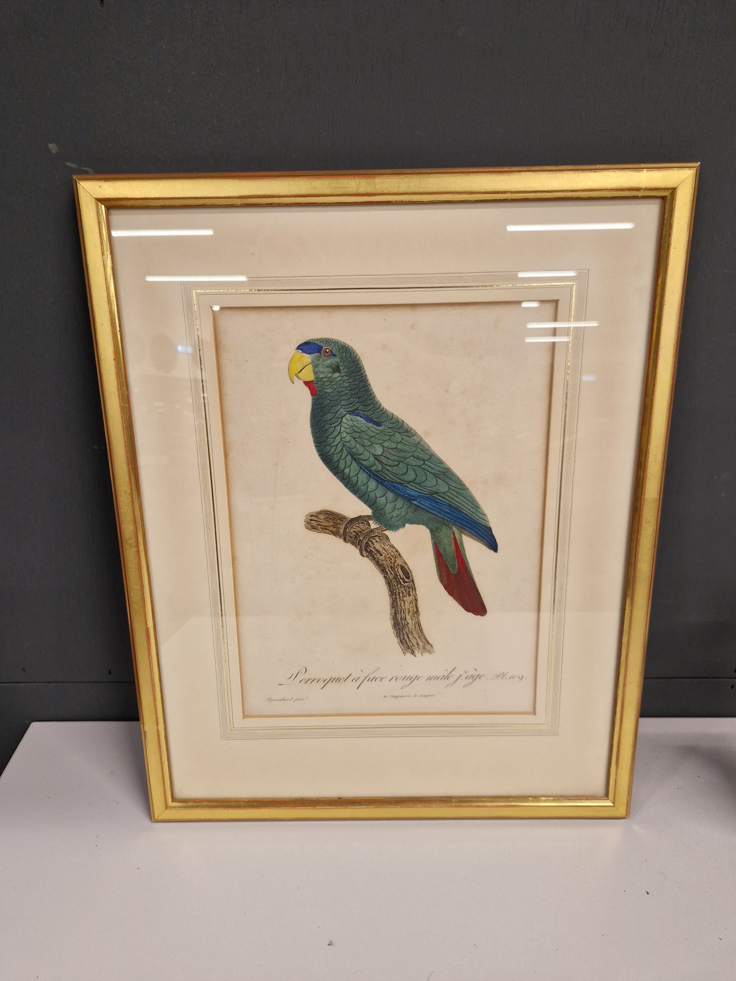 Jacques Barraband, 1767-1809, gravure oudtijds ingekleurd