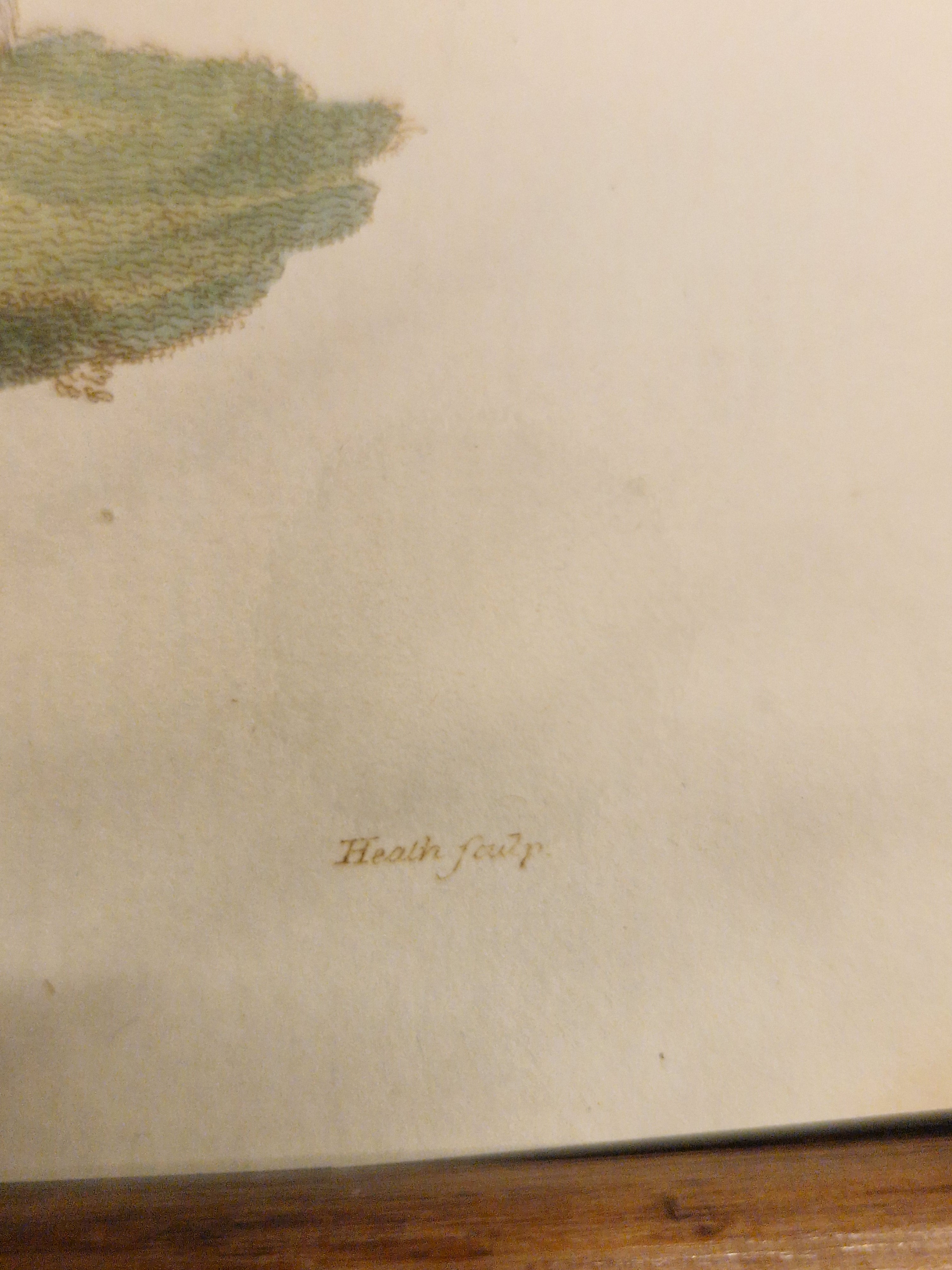 Poolbeer, ingekleurde gravure uit 180p