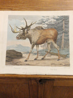 Ingekleurde kopergravure, 1792