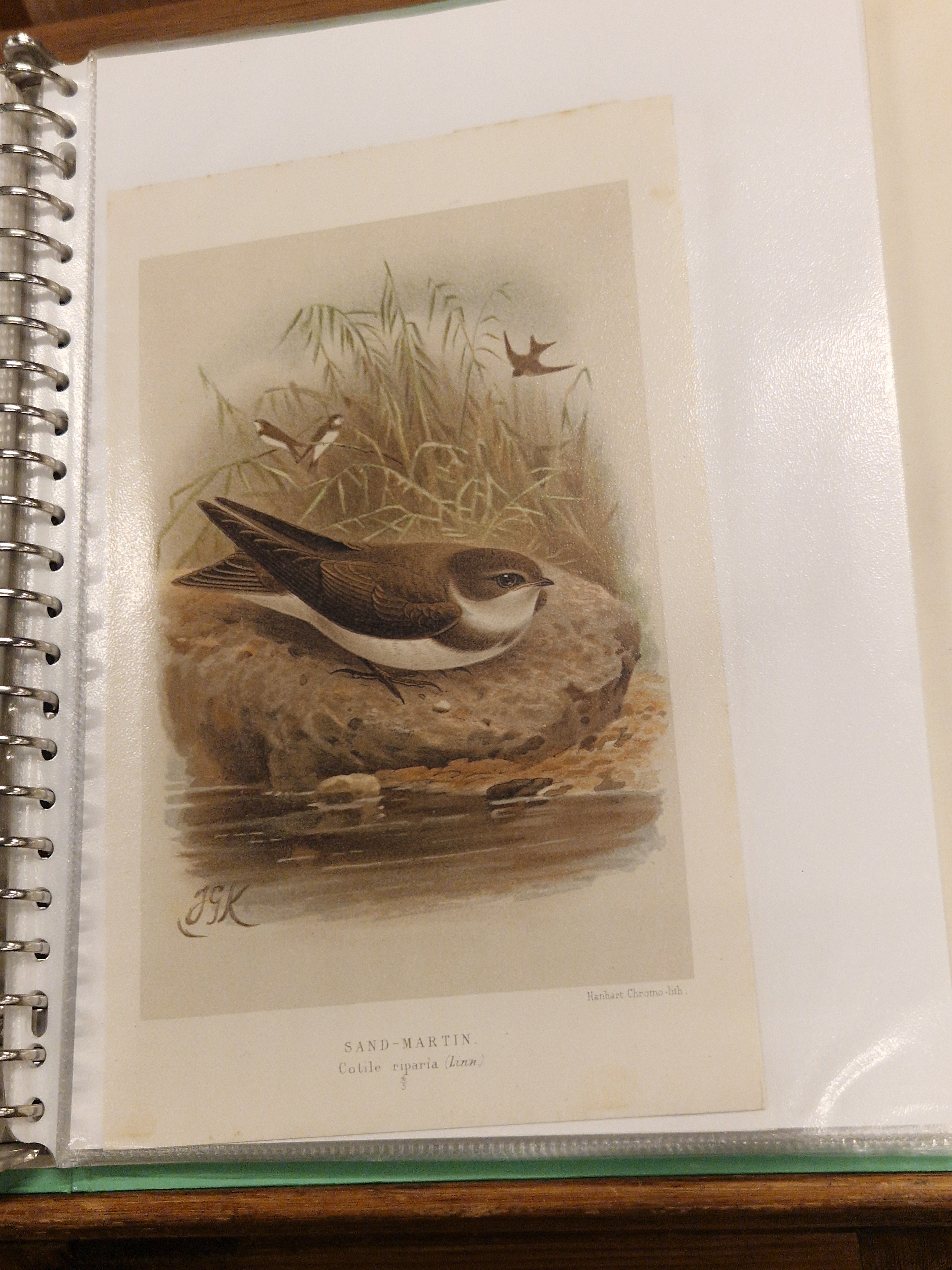 John G Keulemans, chromolitho, vogels, ca 1875/1880