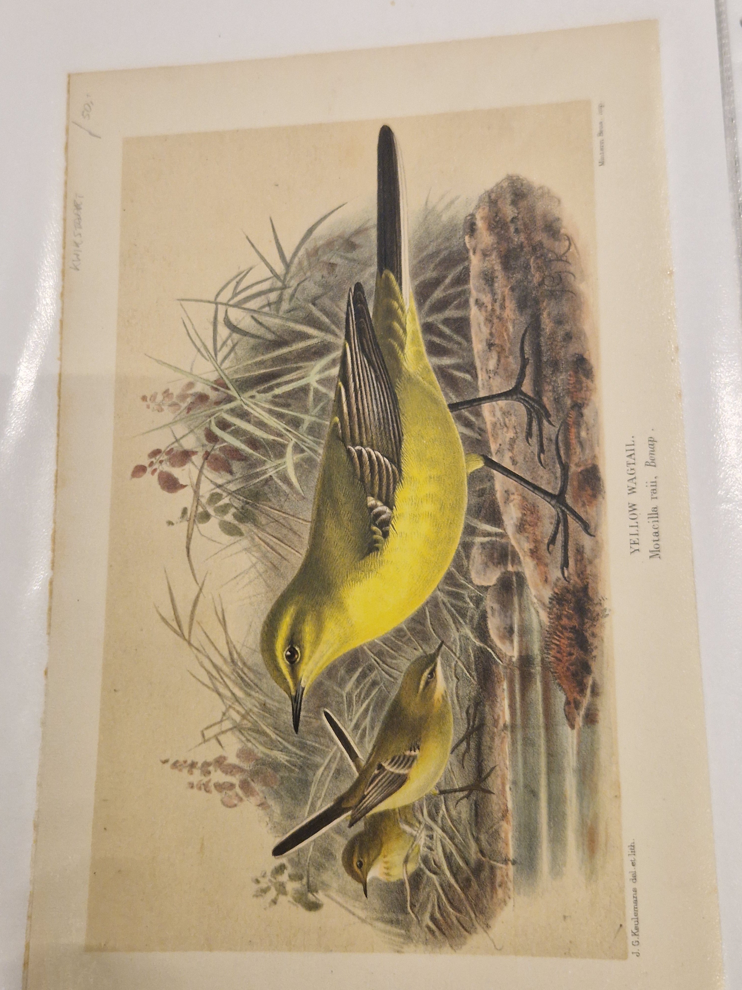 John G Keulemans, chromolitho, vogels, ca 1875/1880