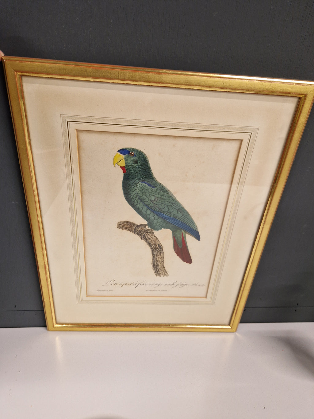 Jacques Barraband, 1767-1809, gravure oudtijds ingekleurd