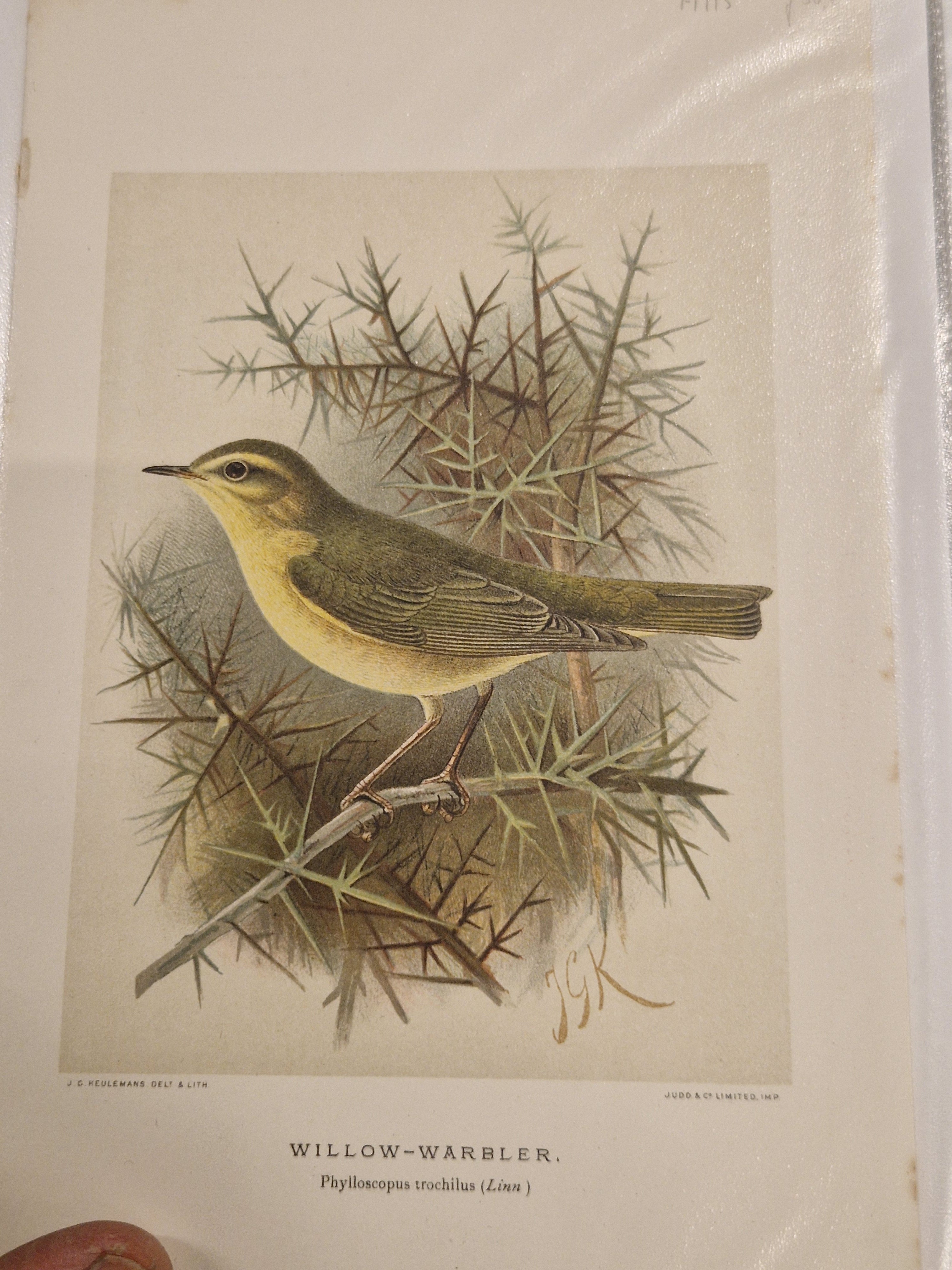 John G Keulemans, chromolitho, vogels, ca 1875/1880