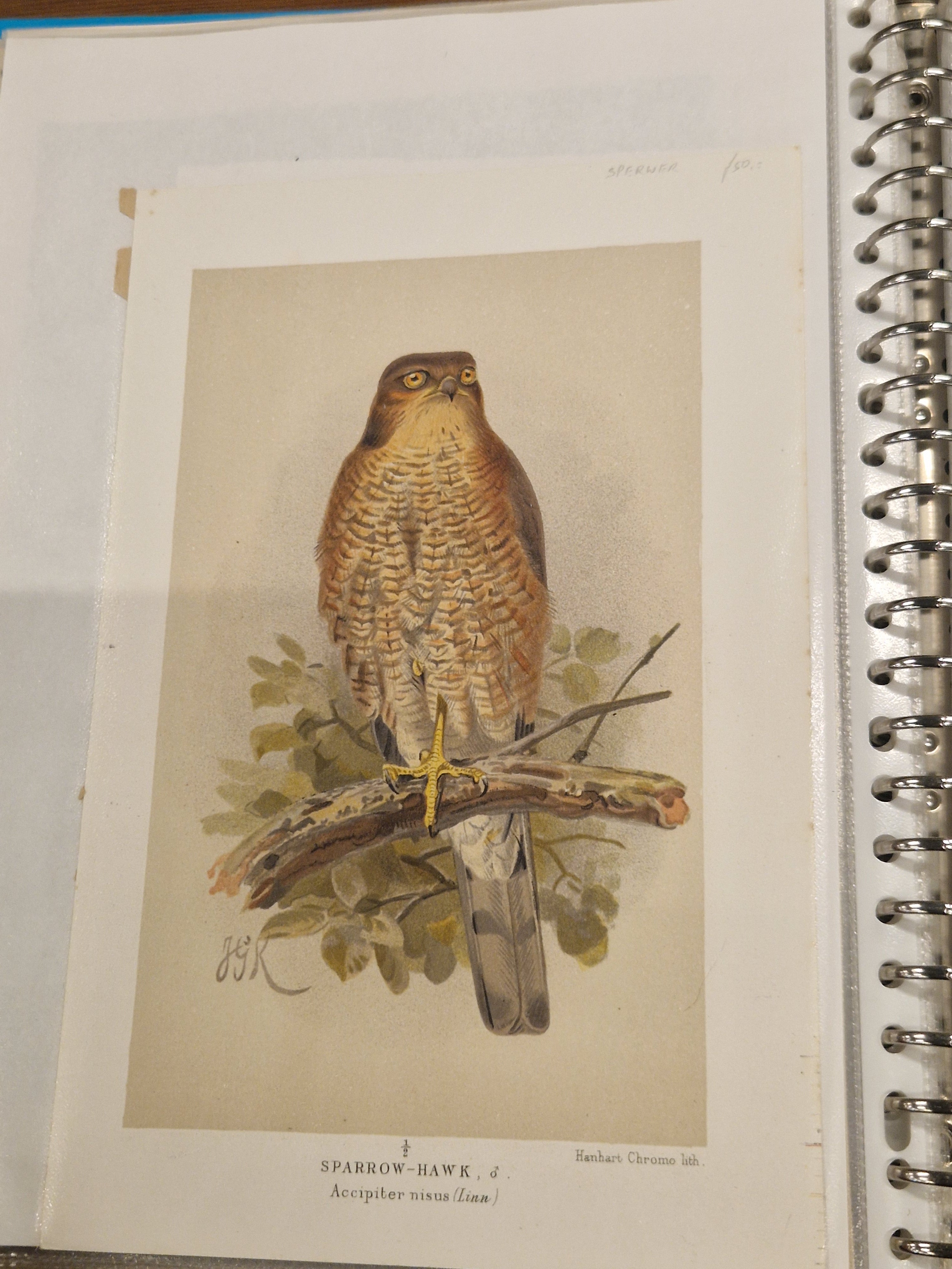 John G Keulemans, chromolitho, vogels, ca 1875/1880