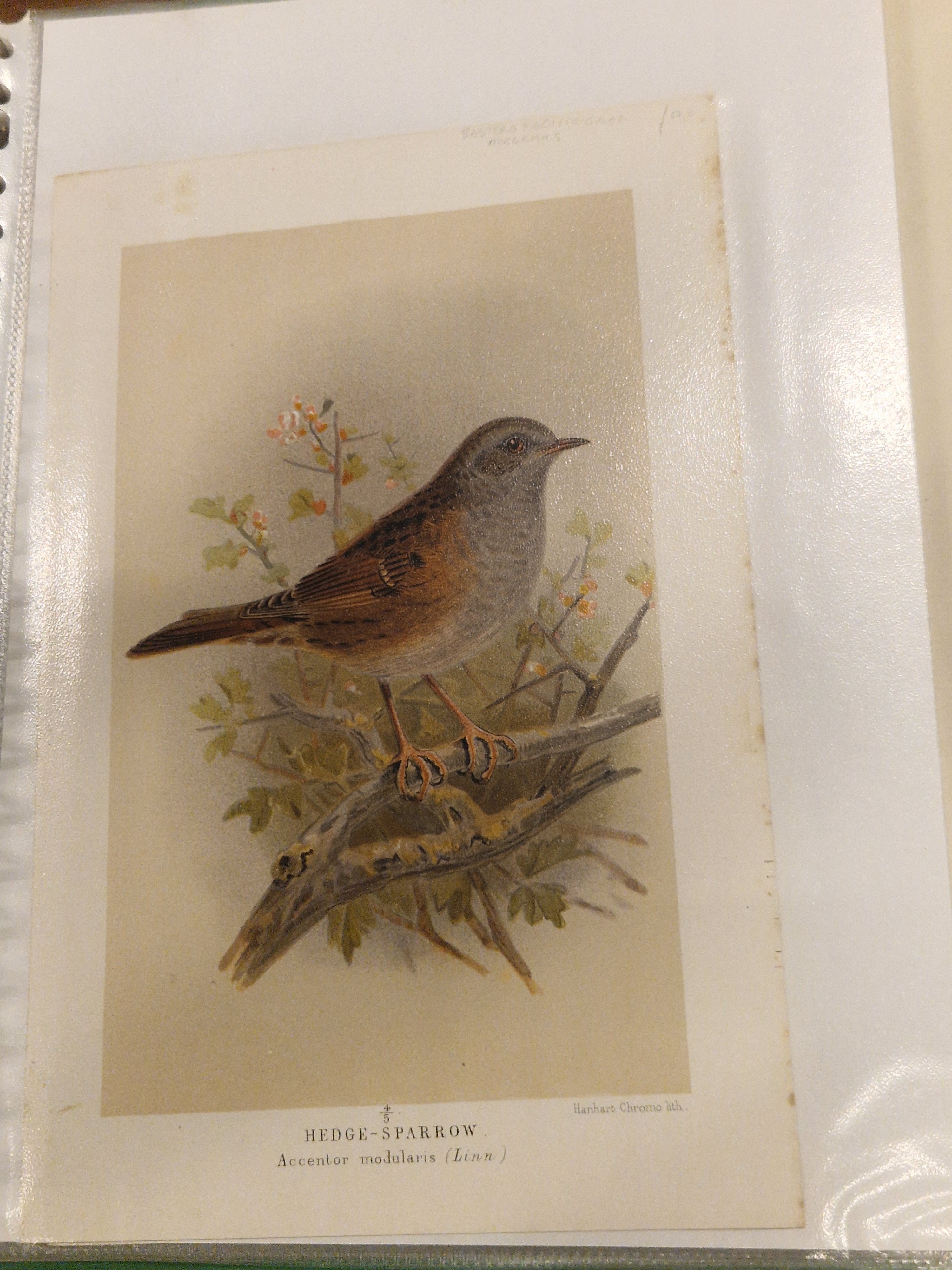 John G Keulemans, chromolitho, vogels, ca 1875/1880